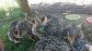 Healthy ostrich chicks, hatching eggs  and other Birds for sale