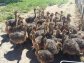 Buy Ostrich Chicks Emu Chicks and fertile Hatching Eggs