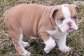 English Bulldog Pups