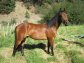 3 yr old Polish ArabX Gelding for Sale